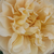 Žuta - Floribunda ruže - Olivera™